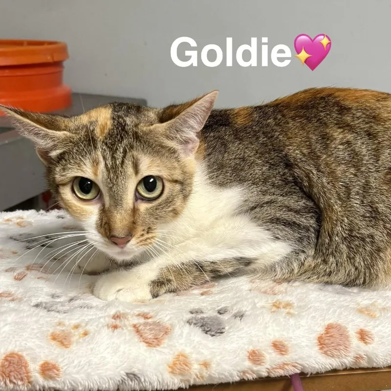 A young medium-sized female Gray / Blue / Silver Domestic Short Hair cat named Goldie for adoption in Peachtree City, GA