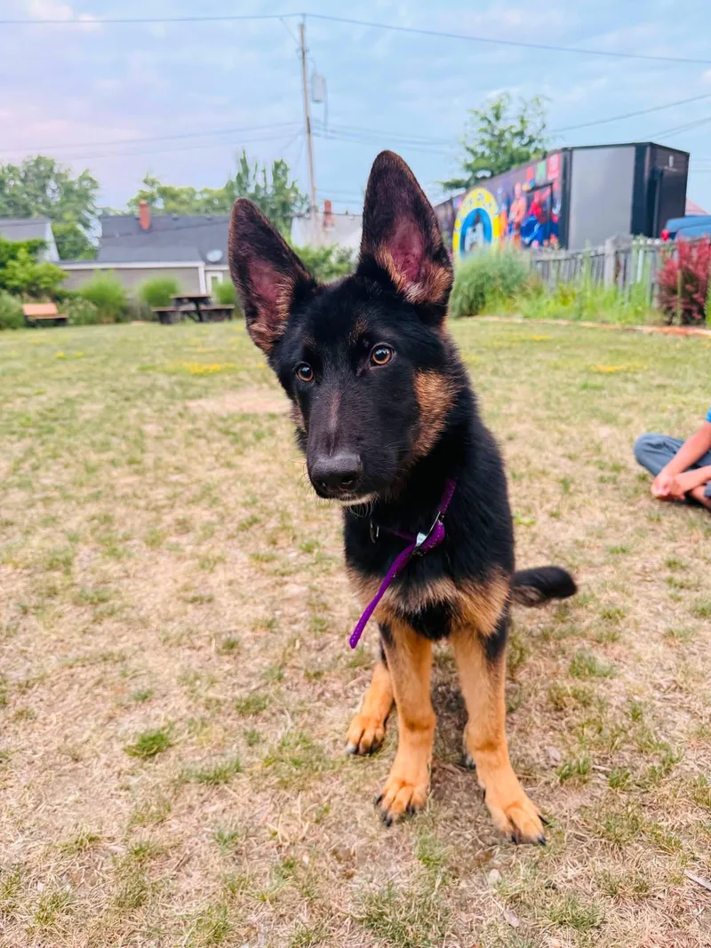 A young medium-sized male Bicolor German Shepherd Dog dog named Darby for adoption in Lyndhurst, OH
