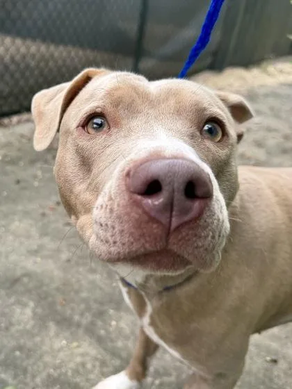 An adult medium-sized female Pit Bull Terrier dog named Jelly for adoption in New Orleans, LA