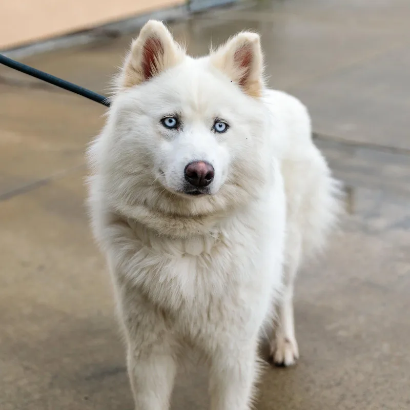 A young large-sized female Husky dog named Skylie for adoption in Oakland, CA
