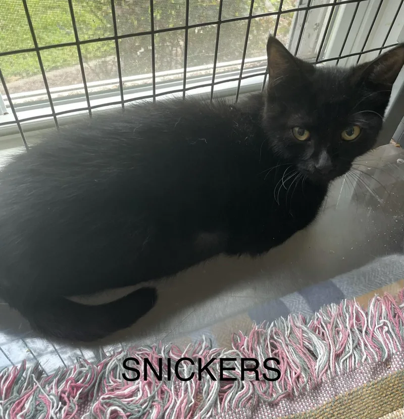 A young medium-sized male Domestic Short Hair cat named Snickers for adoption in lititz, PA