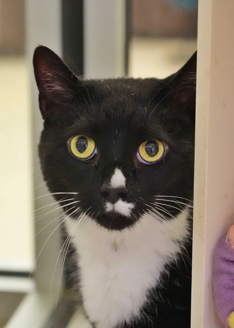 An adult extra large-sized male Domestic Short Hair cat named Shadowheart for adoption in Aiken, SC