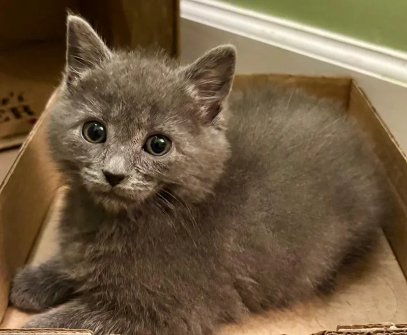A baby small-sized female Domestic Short Hair cat named Princess Donut for adoption in Leonardtown, MD