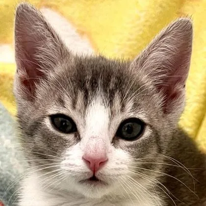 A baby medium-sized female Domestic Short Hair cat named North Carolina for adoption in Pleasanton, CA