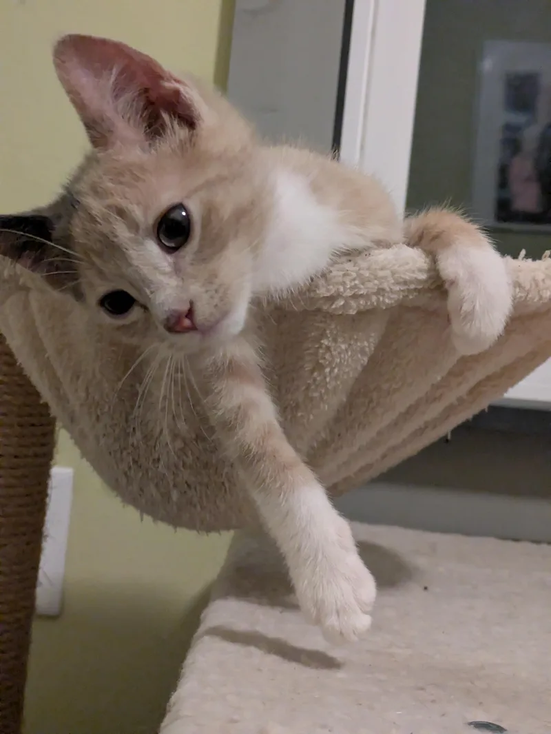 A baby small-sized female Calico cat named Clementine for adoption in Mineral Point, WI