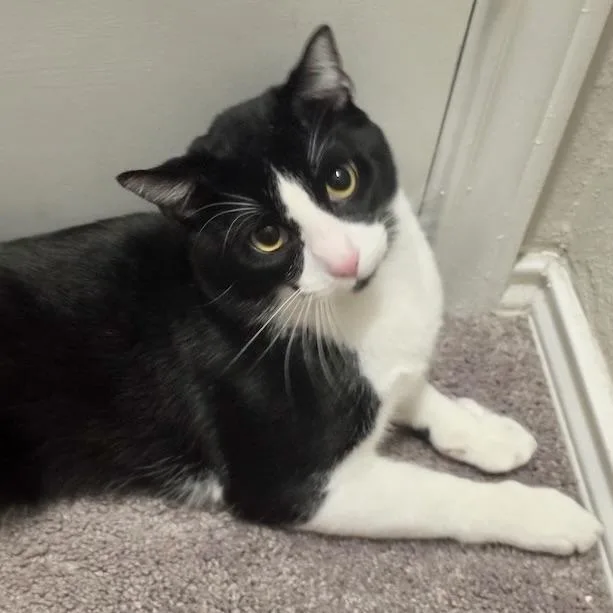 A baby medium-sized male Black & White / Tuxedo Domestic Medium Hair cat named Kevin for adoption in Liverpool, TX