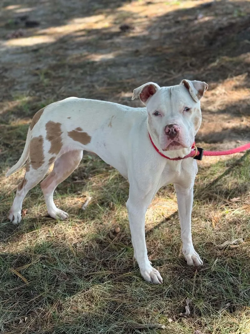 An adult medium-sized female White / Cream Pit Bull Terrier dog named Amy for adoption in Springfield, IL