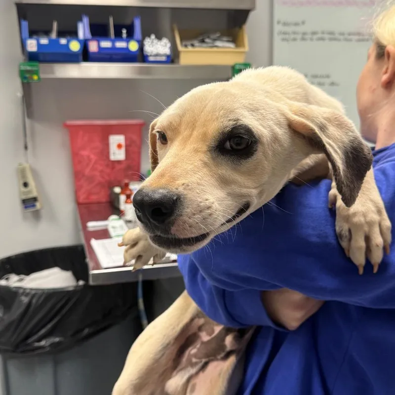 A young medium-sized male White / Cream Mixed Breed dog named Dan for adoption in Greenville, SC