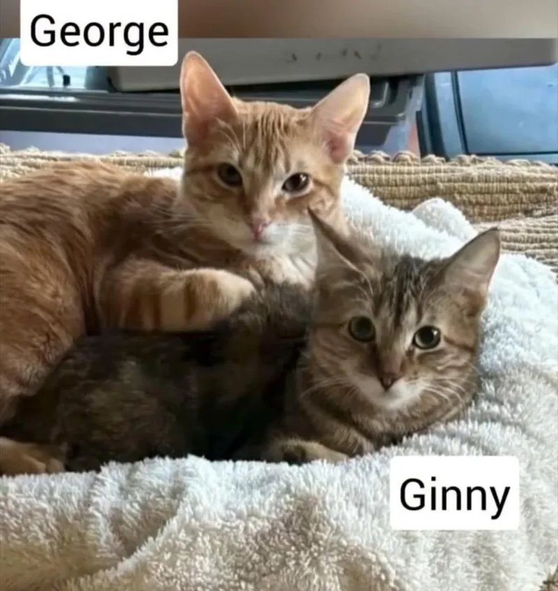 A young medium-sized male Tabby (Orange / Red) Domestic Short Hair cat named George for adoption in San Antonio, TX