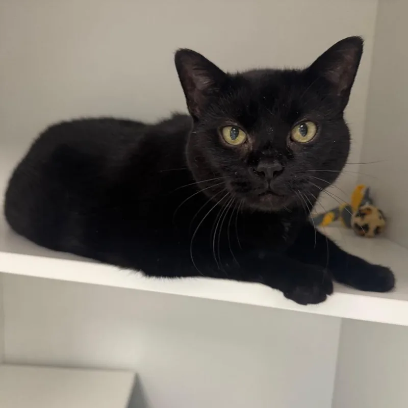 A senior large-sized female Black Domestic Short Hair cat named Hayley for adoption in Easton, PA
