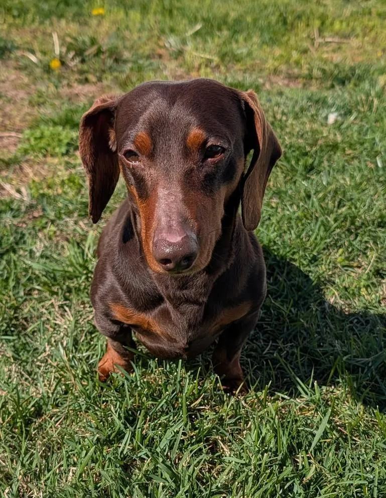Slinky In Ga