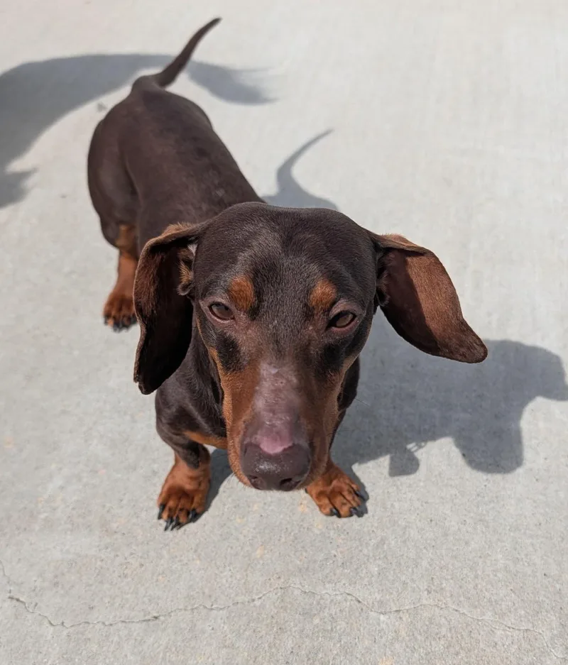 Slinky In Ga thumbnail 6