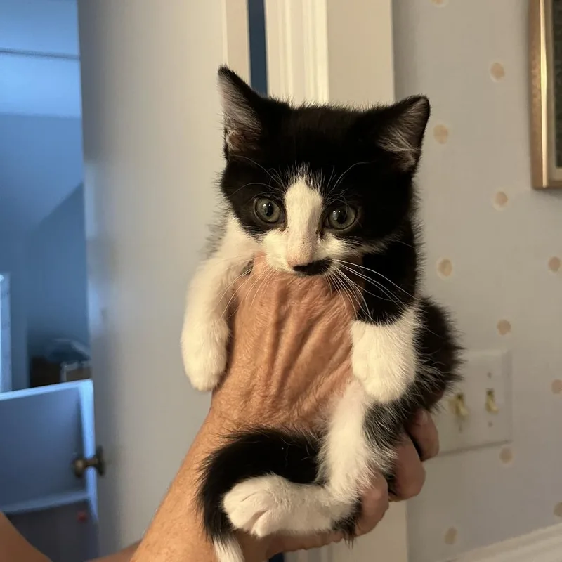 A baby small-sized male Black Domestic Medium Hair cat named King Cake for adoption in Charlottesville, VA