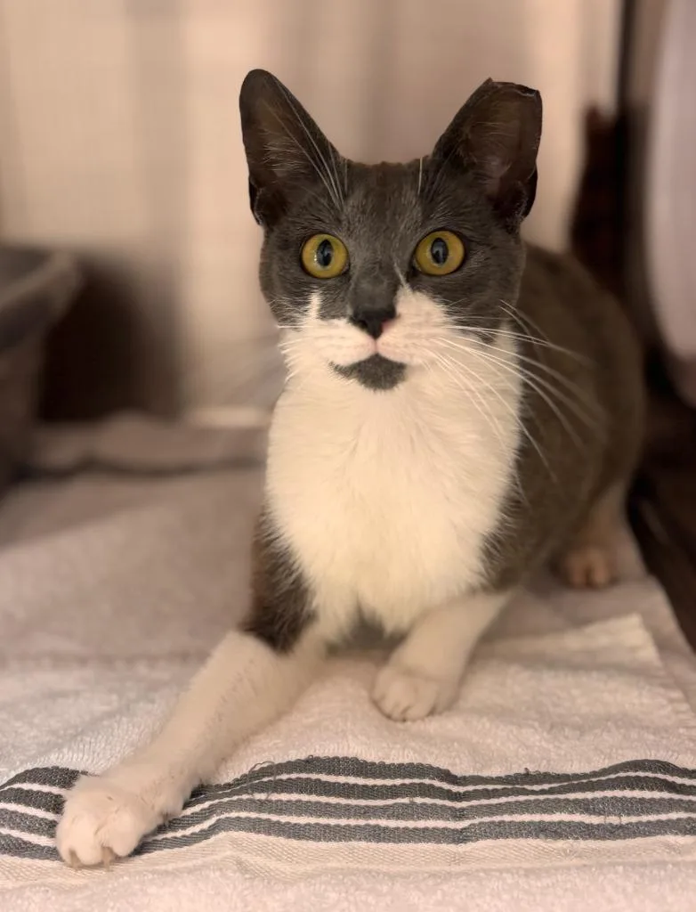 A young medium-sized female Domestic Short Hair cat named Gabriella for adoption in Madison, GA