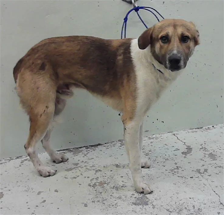 A young large-sized male German Shepherd Dog dog named Barley for adoption in Houston, TX