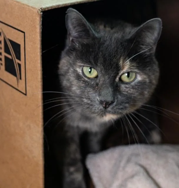 An adult medium-sized female Domestic Short Hair cat named Pretty Girl for adoption in Boston, MA