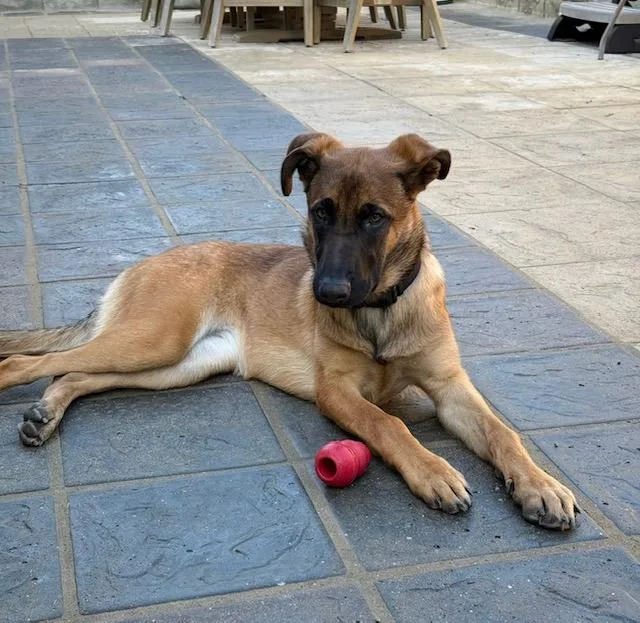 A young medium-sized female German Shepherd Dog dog named Rosie for adoption in Burbank, CA