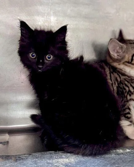 A baby small-sized female Black Domestic Short Hair cat named Callalily for adoption in Bishop, GA