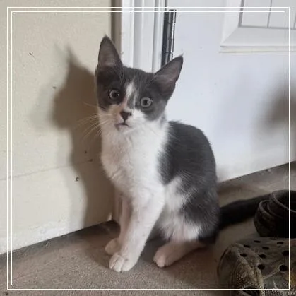 A baby small-sized male Gray / Blue / Silver Domestic Short Hair cat named Fife for adoption in Long Beach, CA