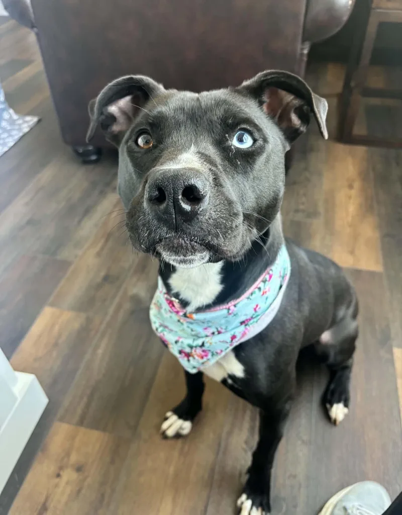 An adult medium-sized female Pit Bull Terrier dog named Keira for adoption in Roswell, GA