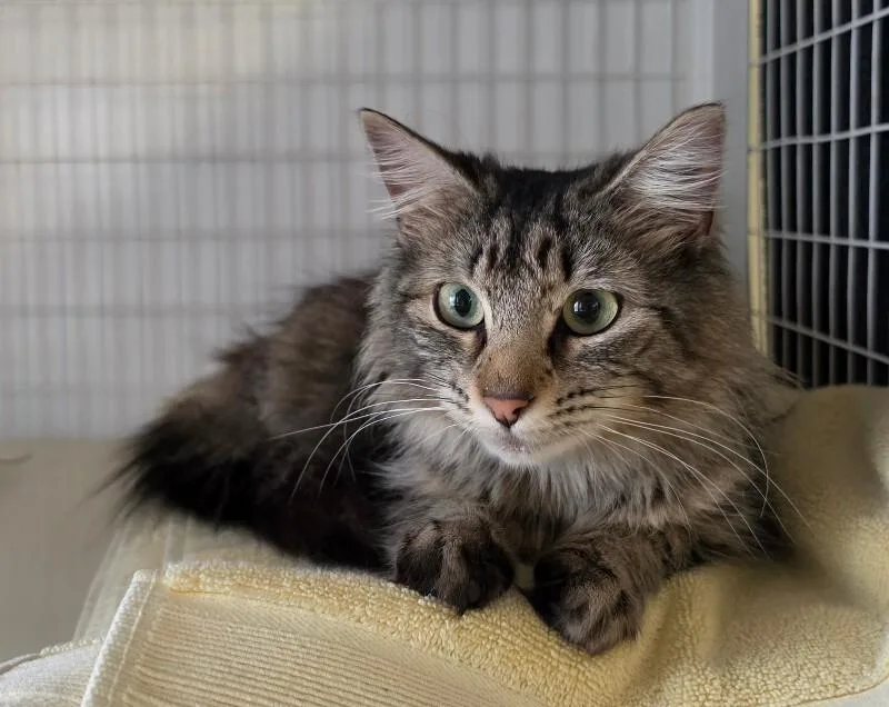 An adult medium-sized female Domestic Long Hair cat named Chai Girl for adoption in Cortland, NY
