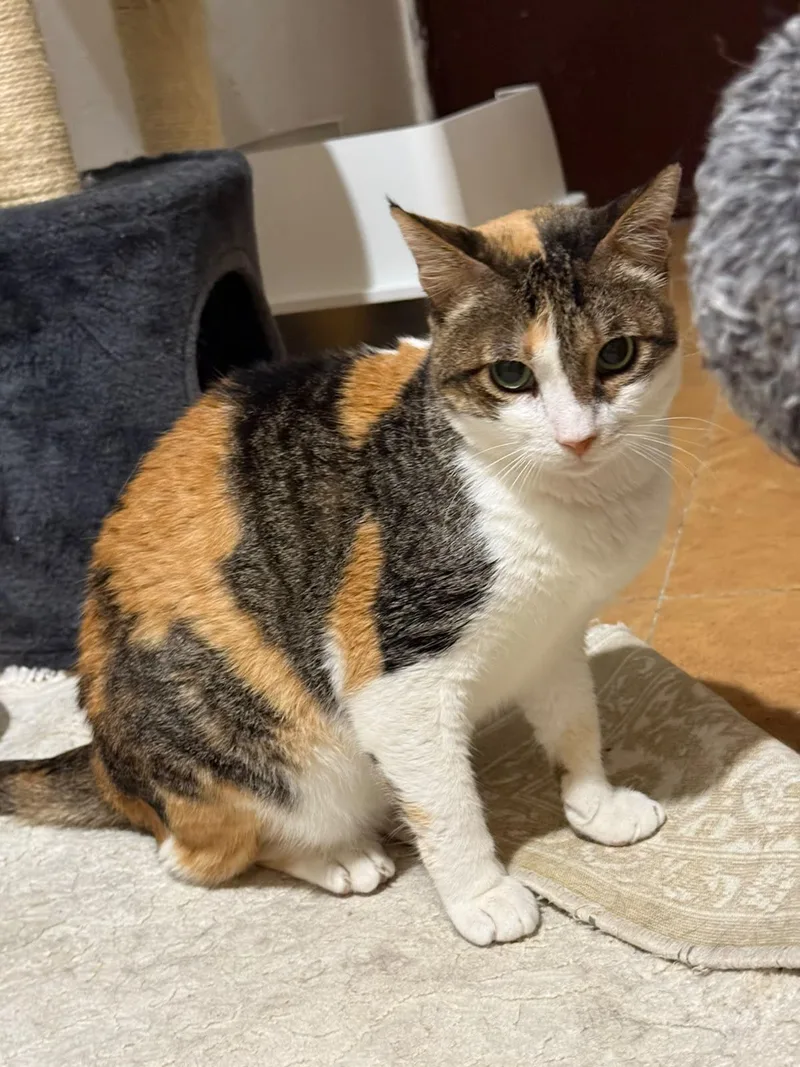 An adult medium-sized female Domestic Short Hair cat named Miranda for adoption in Herndon, VA