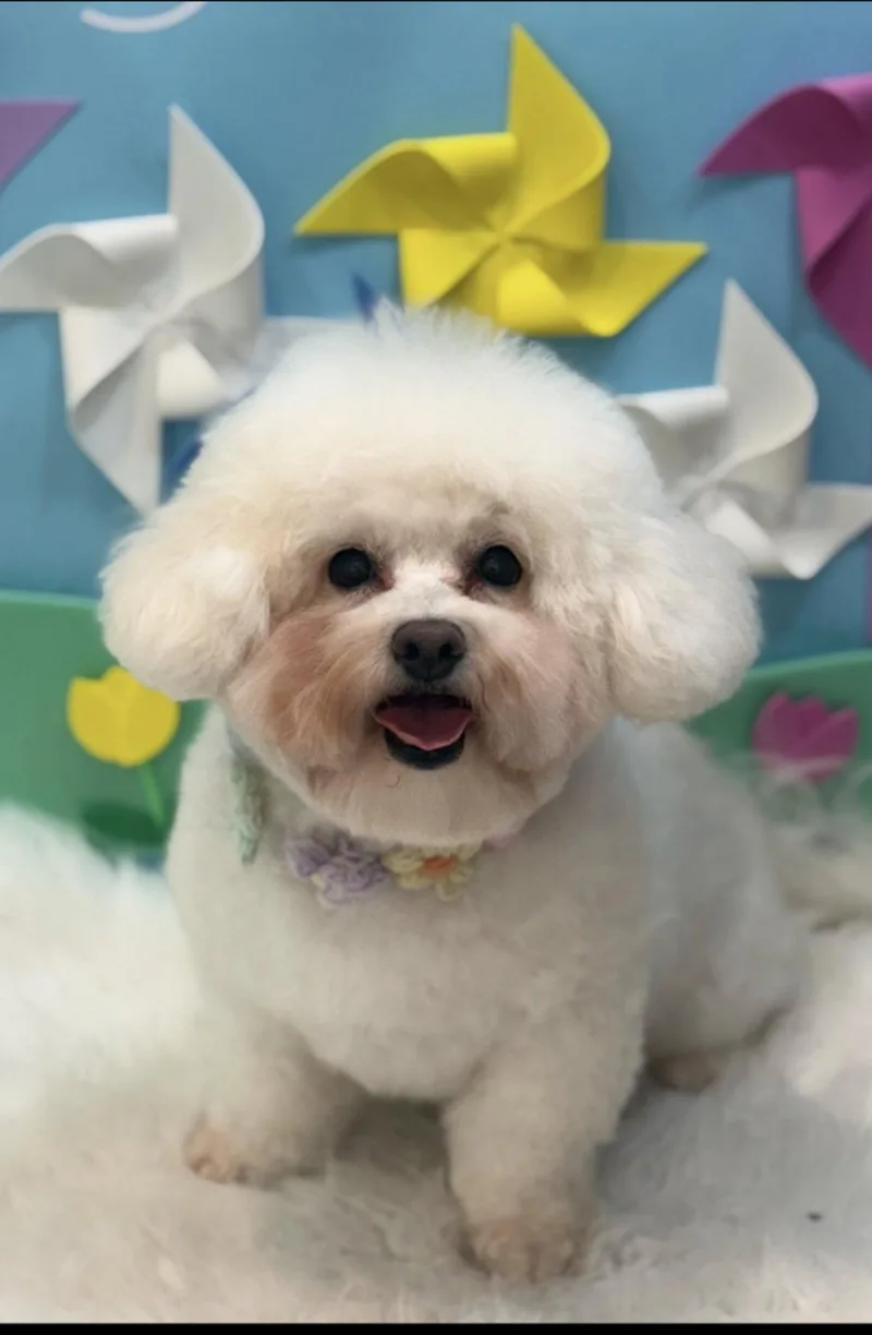 A young small-sized female Bichon Frise dog named Norangi for adoption in Agoura Hills, CA