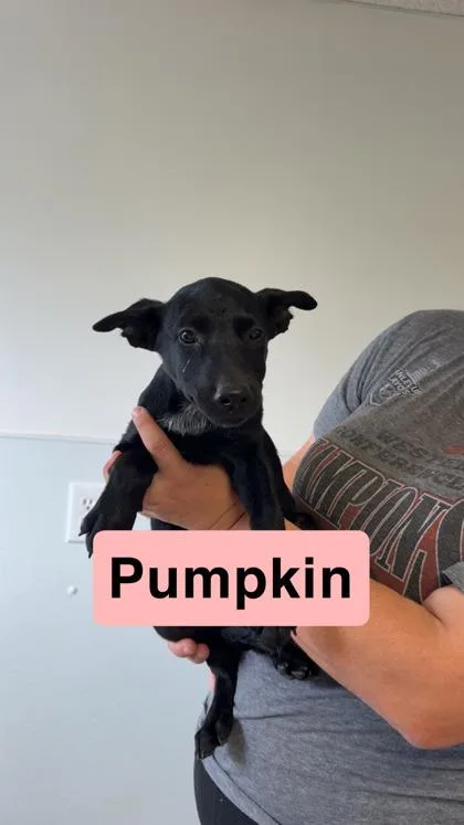 An adult medium-sized female Cattle Dog dog named Pumpkin for adoption in St. Anne, IL
