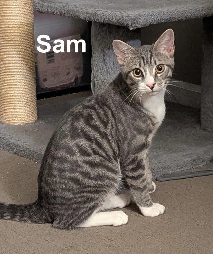 SamSmi. thumbnail 2