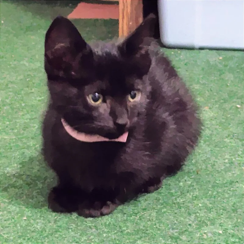 A baby small-sized female Black Domestic Short Hair cat named Rita for adoption in Normal, IL