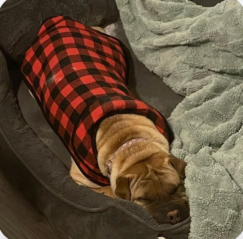 Regal The Beautiful thumbnail 5