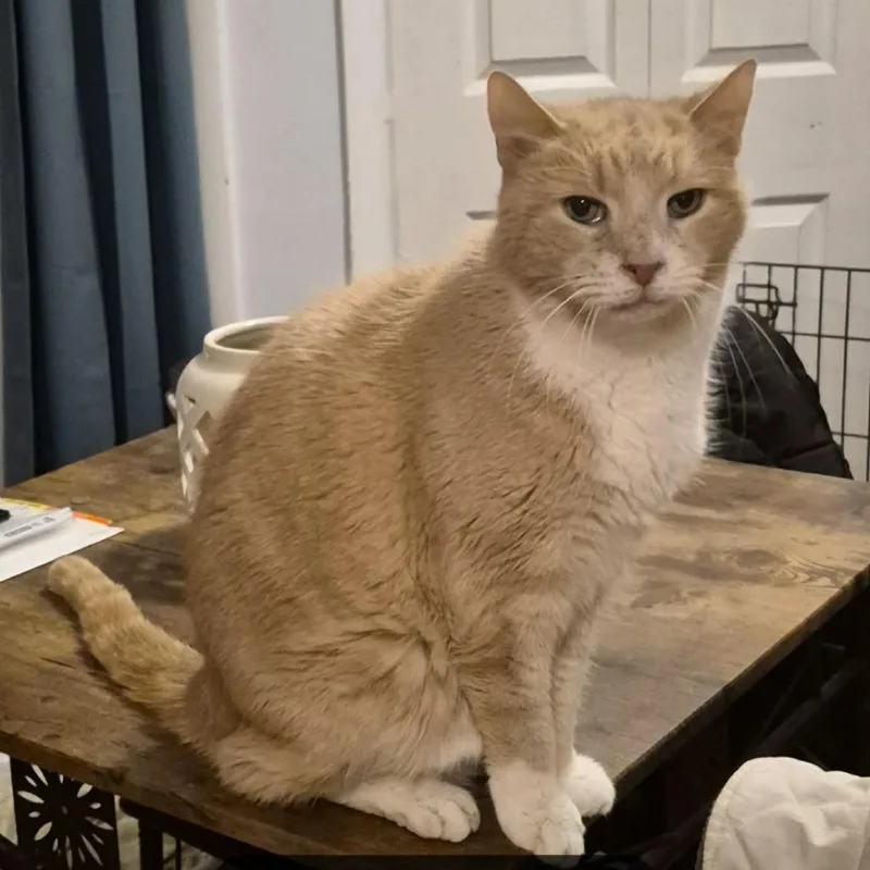 Teddy Bear thumbnail 2