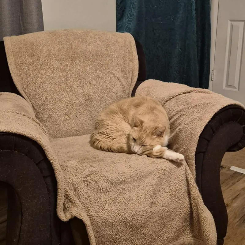 Teddy Bear thumbnail 3