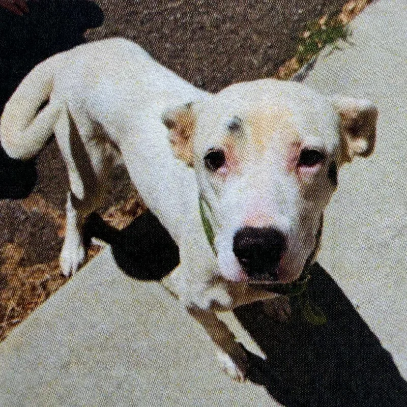 An adult medium-sized female White / Cream Pit Bull Terrier dog named Dottie for adoption in Mount Shasta, CA