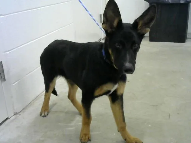 A young small-sized male German Shepherd Dog dog named Saul for adoption in Toledo, OH