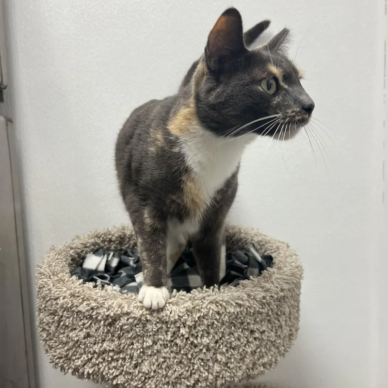 An adult medium-sized female Dilute Calico cat named Allie for adoption in Palmetto, FL