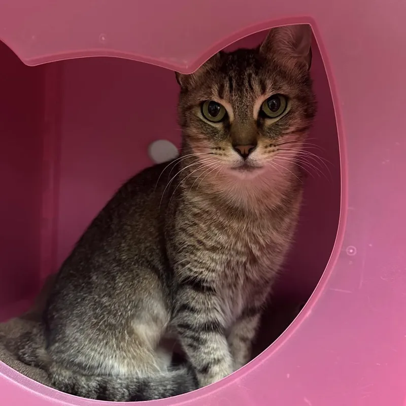 A young medium-sized female Brown / Chocolate Domestic Short Hair cat named Anita for adoption in Titusville, FL