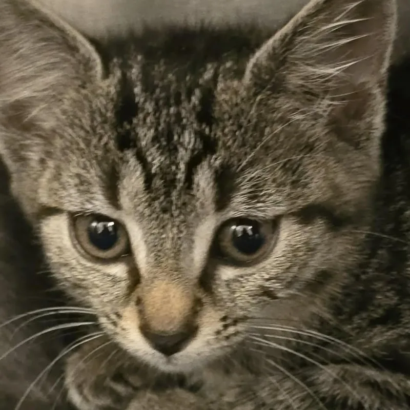 A baby medium-sized female Domestic Short Hair cat named Mirra for adoption in Orange, VA