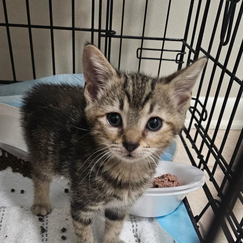 A baby small-sized female Gray / Blue / Silver Domestic Short Hair cat named Kelly for adoption in Hattiesburg, MS