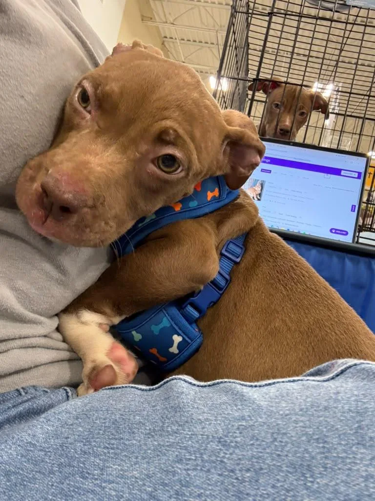 A baby medium-sized female Brown / Chocolate Pit Bull Terrier dog named Cinnamon for adoption in Tampa, FL