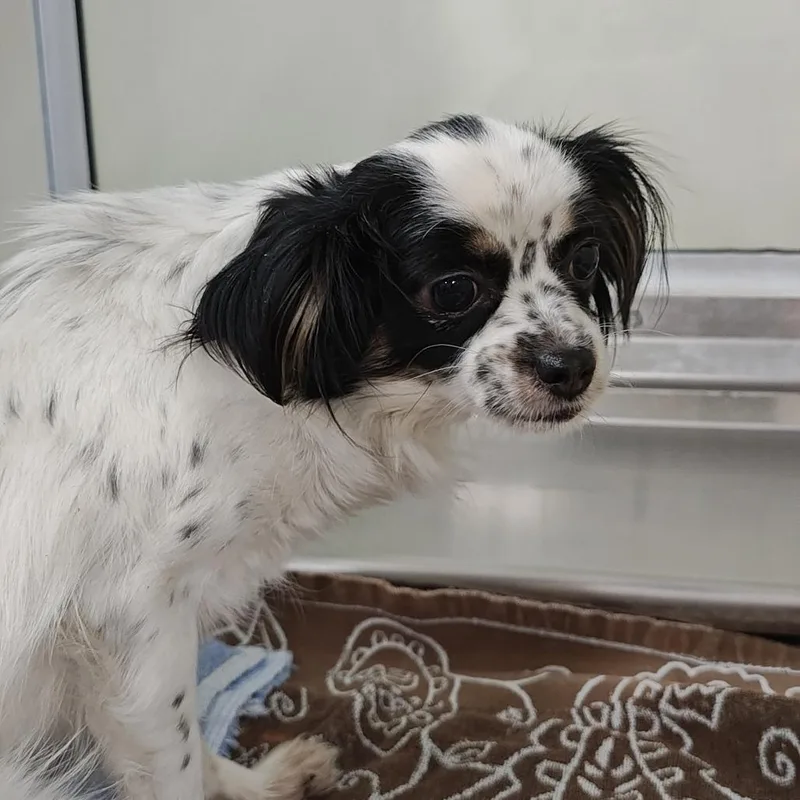 An adult small-sized female Black Terrier dog named Emmy for adoption in Upland, CA