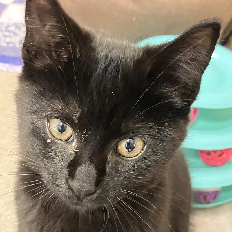 A baby small-sized male Black Domestic Short Hair cat named Harold for adoption in Owosso, MI