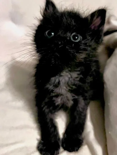 A baby small-sized female Domestic Long Hair cat named Cora for adoption in Colorado Springs, CO