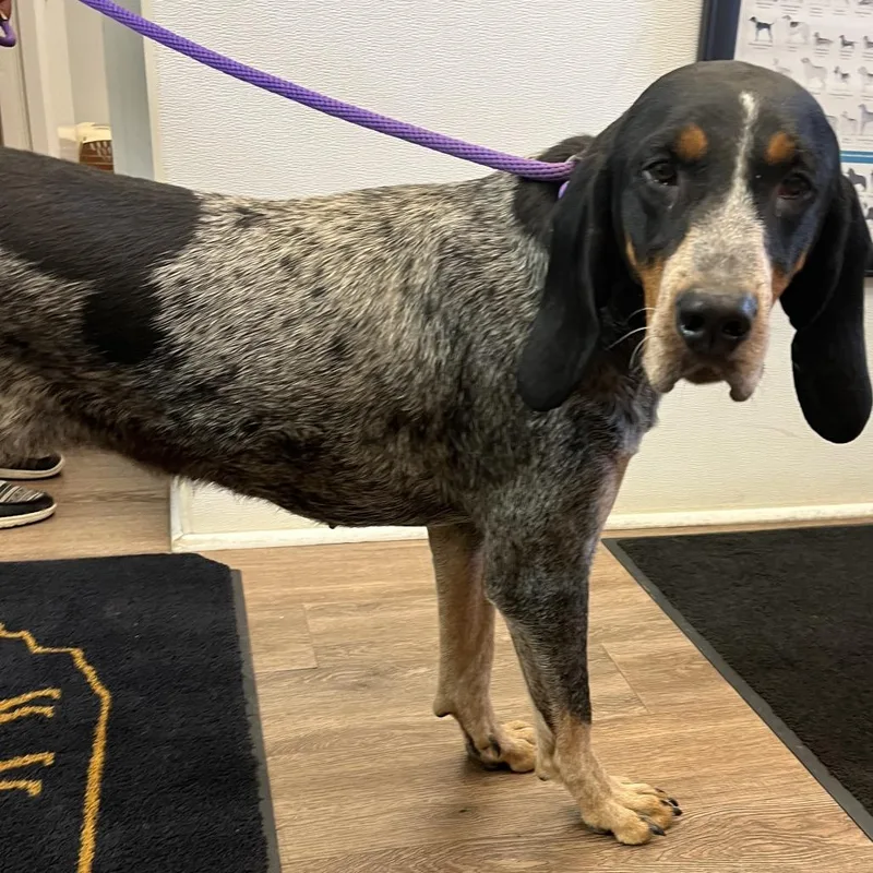 An adult large-sized female Black Bluetick Coonhound dog named Jane for adoption in Morganfield, KY