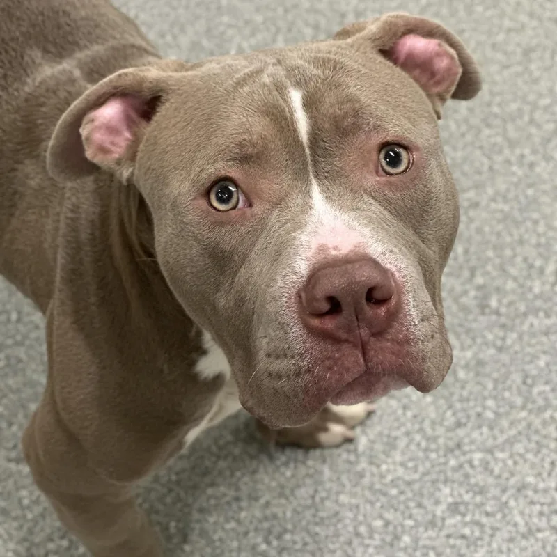 A young medium-sized male Brown / Chocolate Mixed Breed dog named Tater Tot for adoption in Hinsdale, IL