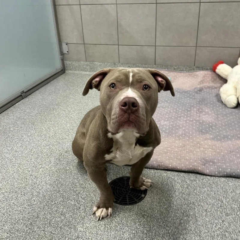 Tater Tot thumbnail 2