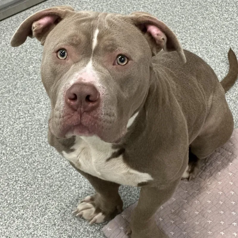 Tater Tot thumbnail 3