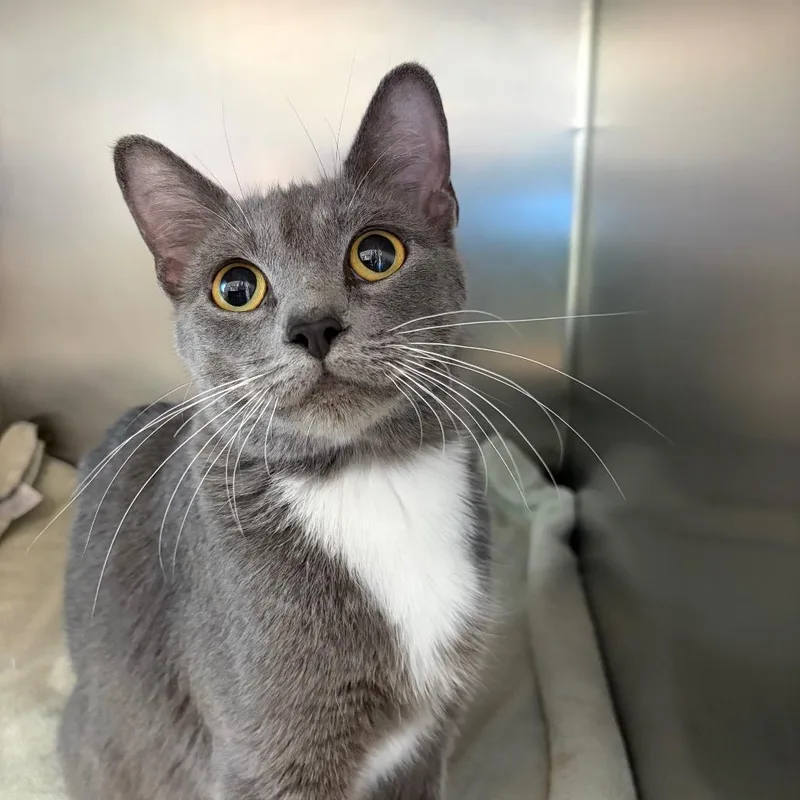 A young medium-sized female Gray / Blue / Silver Domestic Short Hair cat named Lucy for adoption in Council Bluffs, IA