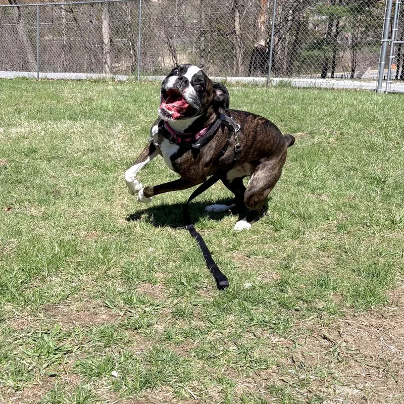 An adult medium-sized female Brown / Chocolate Boxer dog named Koozie for adoption in South Burlington, VT