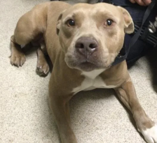 A young large-sized male Pit Bull Terrier dog named Caramel for adoption in Riverside, CA
